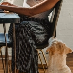 Профессиональный анализ игрового автомата The Dog House Megaways