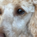 Критерии качества программ лояльности казино без депозита